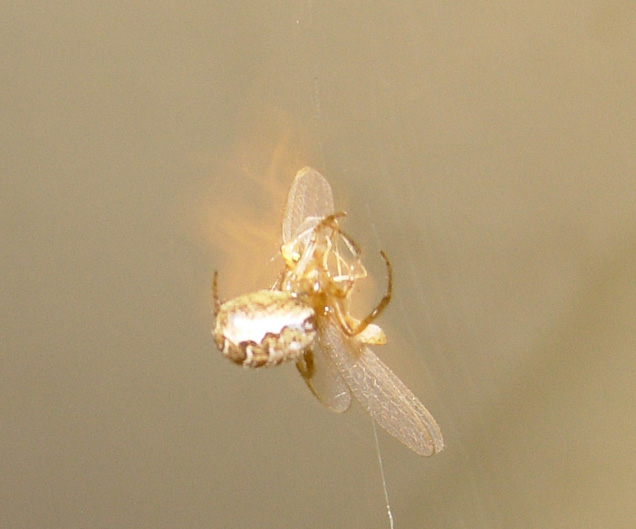 Zygiella sp.